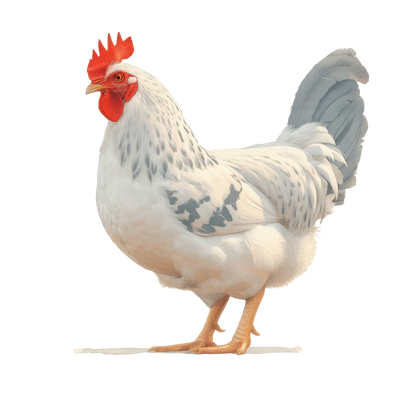 8" x 8" Chickens
