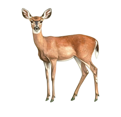 8" x 8" Deer