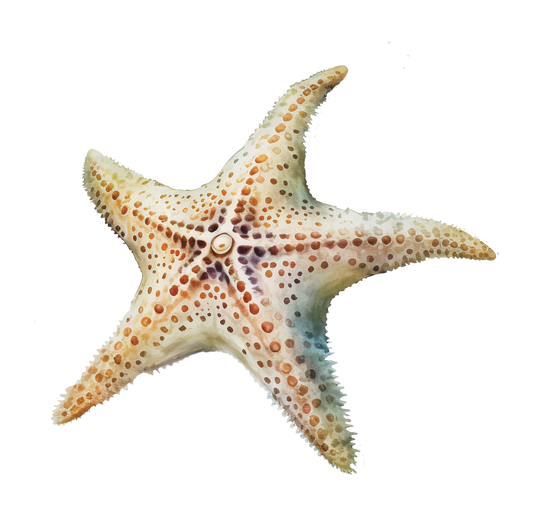 8" x 8" Sealife